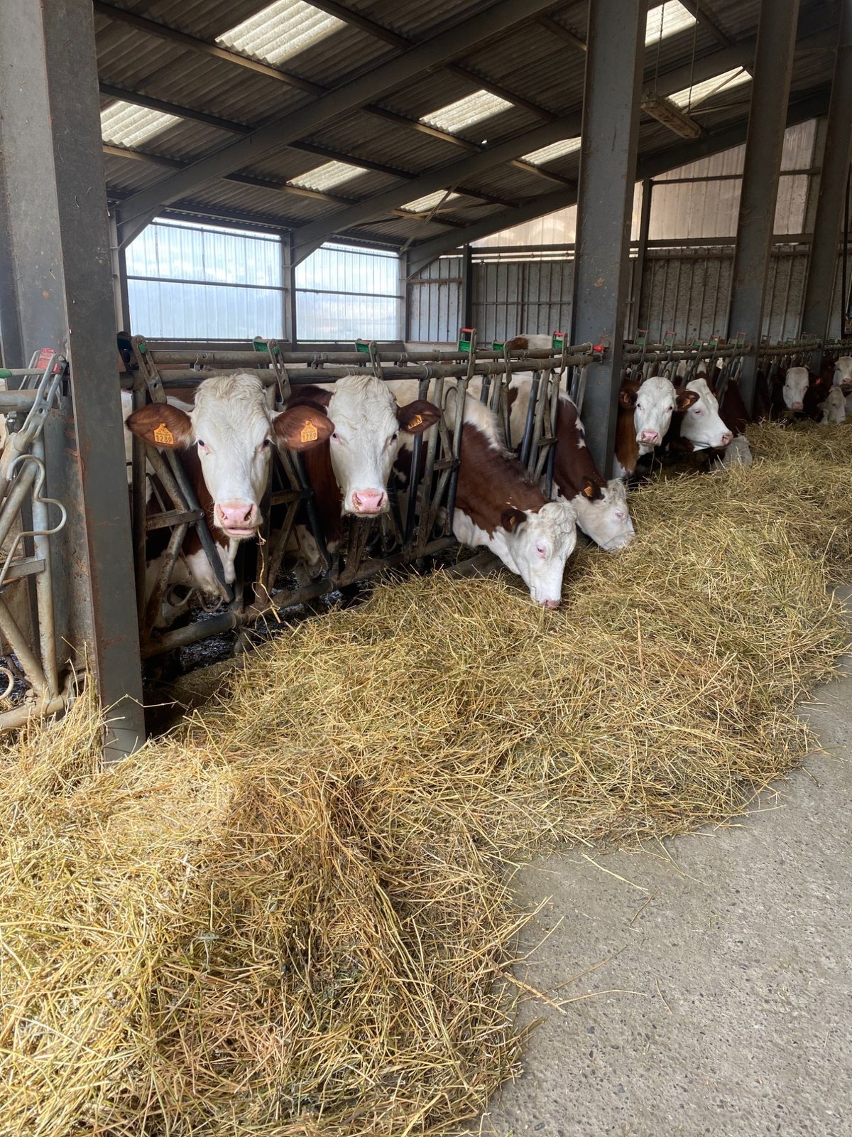 Vaches Montbéliardes de la Ferme de Gustou